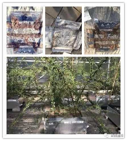 【喜大普奔】歐西建科耐根穿刺防水卷材順利通過北京園林所檢測！